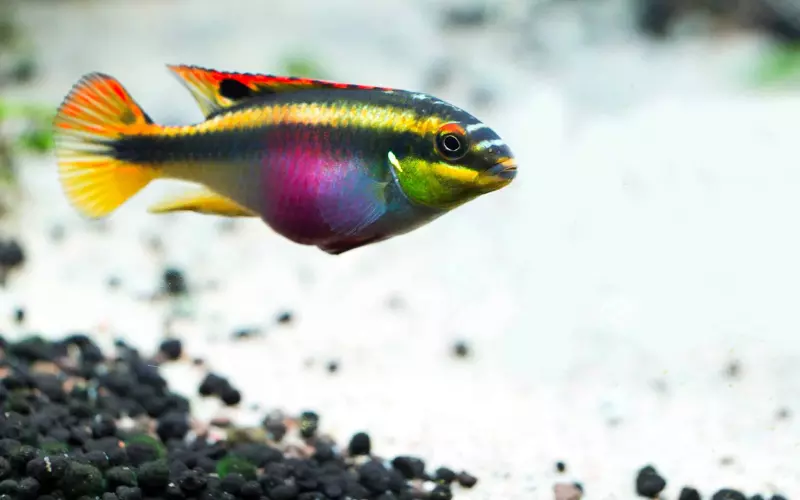 Amazing Facts About Rainbow Kribs (Kribensis)