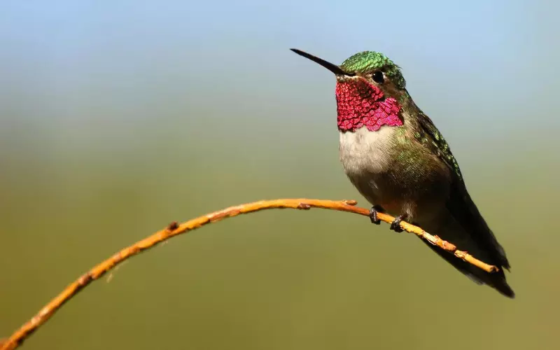 Amazing Facts About Ruby-Throated Hummingbird