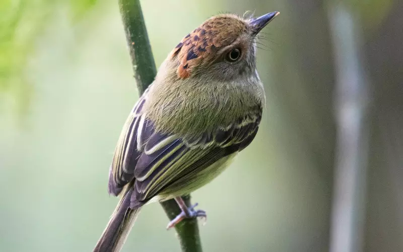 Amazing Facts About Scale-Crested Pygmy Tyrant