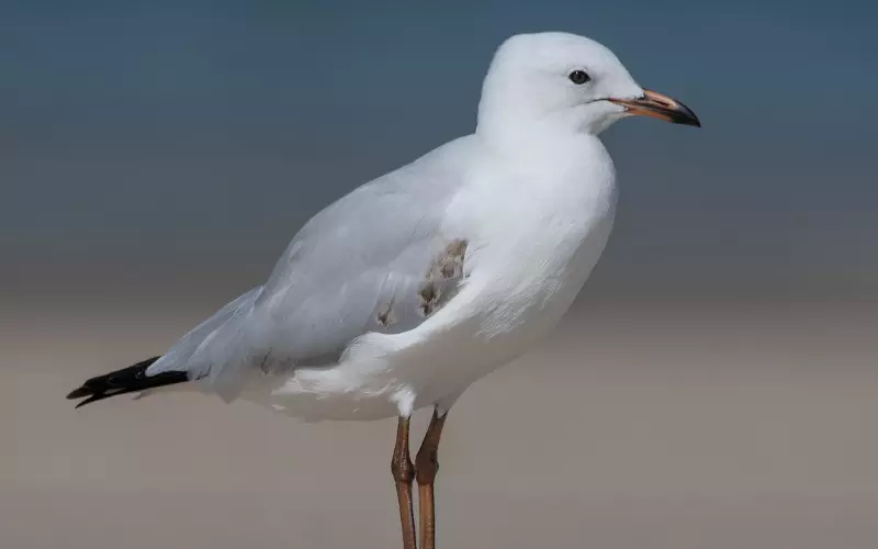 Amazing Facts About Seagulls