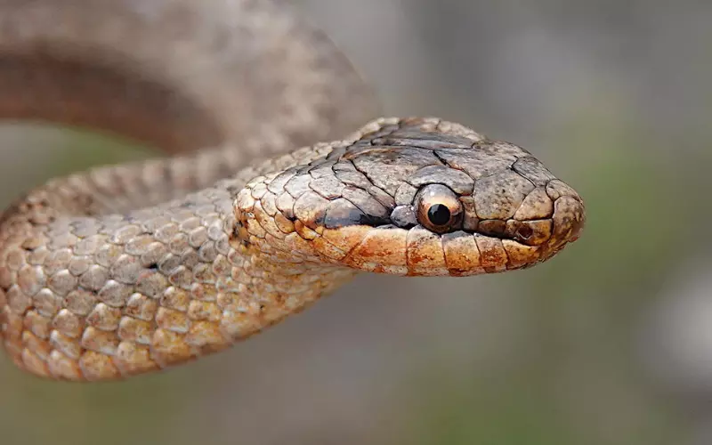 Amazing Facts About Smooth Snake