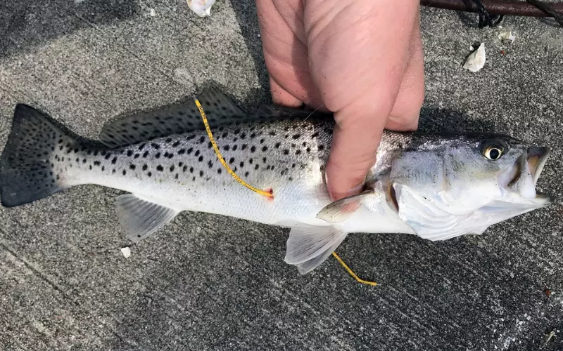 Amazing Facts About Speckled Trout
