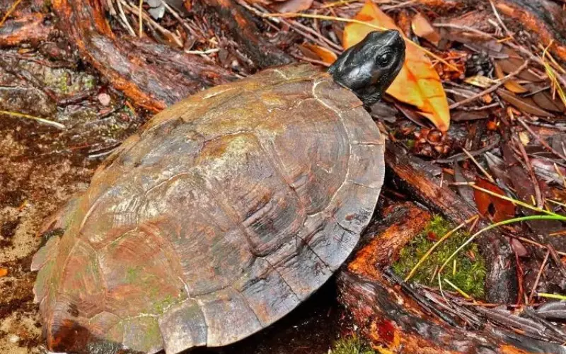 Amazing Facts About Spiny Hill Turtle