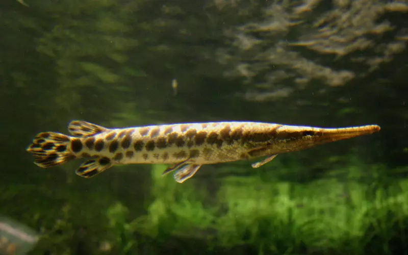 Amazing Facts About Spotted Gar