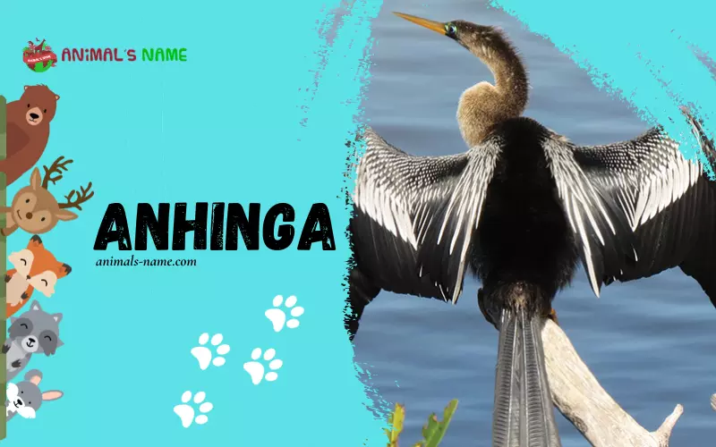 Anhinga