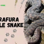 Arafura File Snake