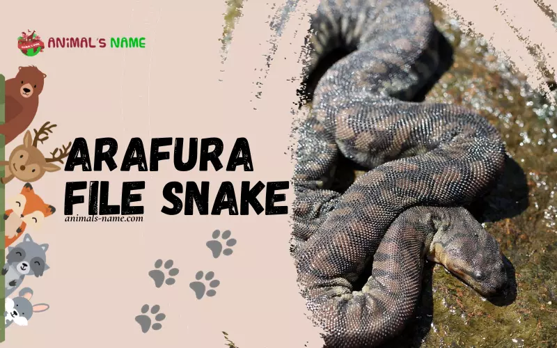 Arafura File Snake