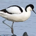 Avocet