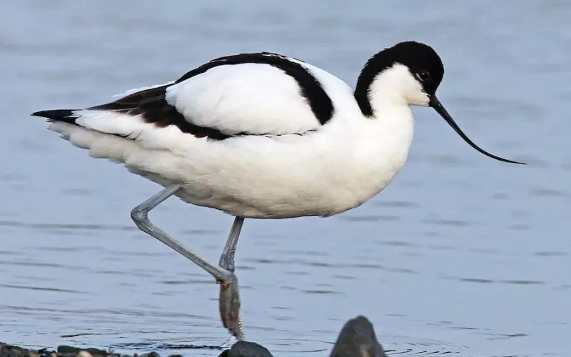 Avocet