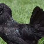 Ayam Cemani