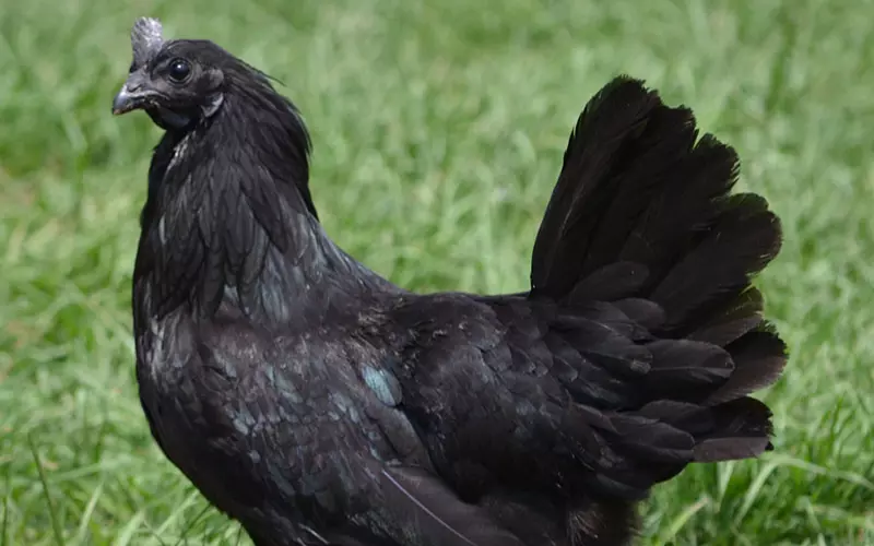 Ayam Cemani