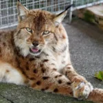 Balkan Lynx