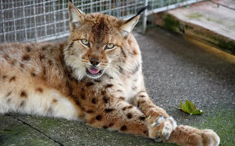 Balkan Lynx