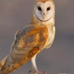 Barn Owl