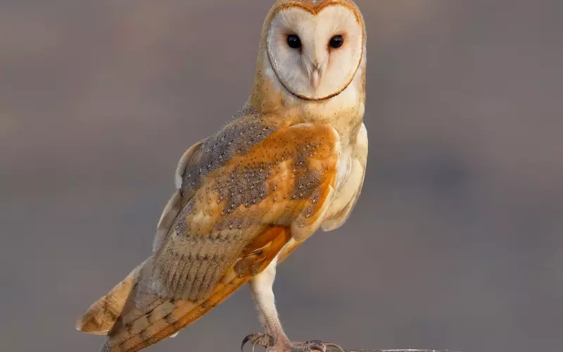 Barn Owl