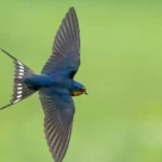 Barn Swallow