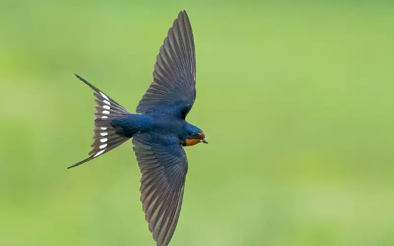 Barn Swallow