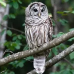 Barred Owl