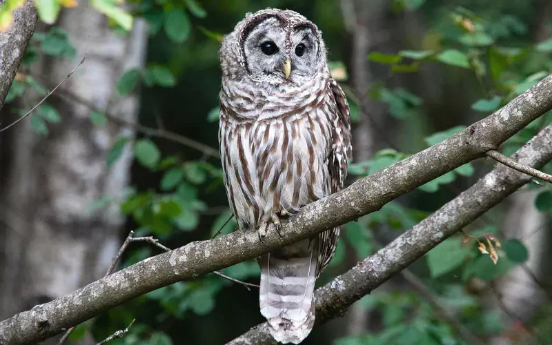 Barred Owl