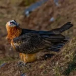 Bearded Vulture