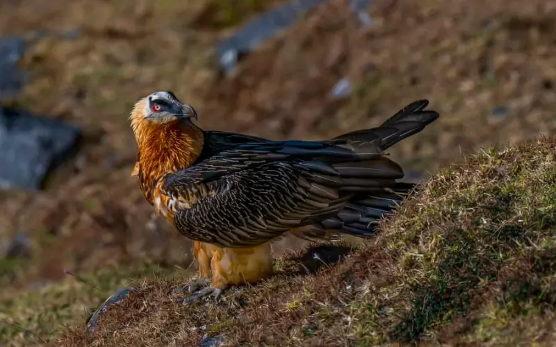 Bearded Vulture