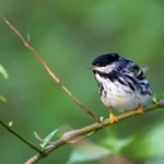 Blackpoll Warbler