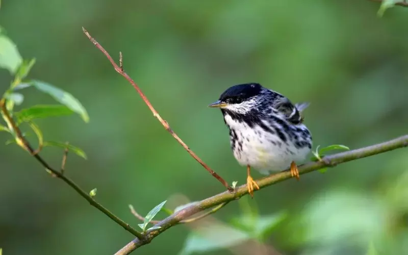 Blackpoll Warbler