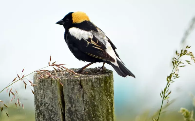 Bobolink