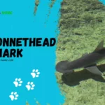 Bonnethead Sharks