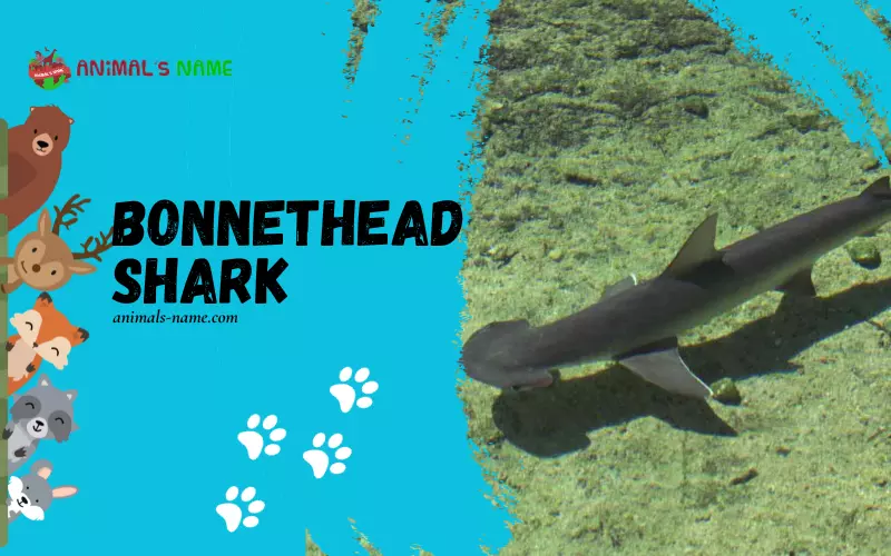 Bonnethead Sharks