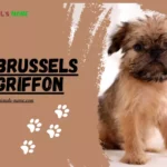 Brussels Griffon