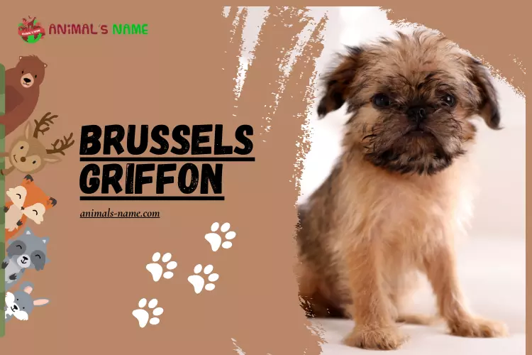 Brussels Griffon