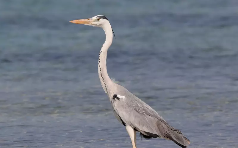 Can We Keep A Grey Heron As Our Pet