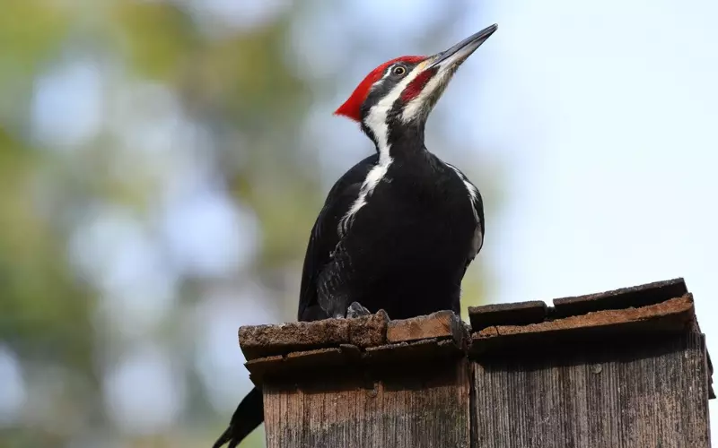 Can We Keep An Ivory-Billed Woodpecker As Our Pet