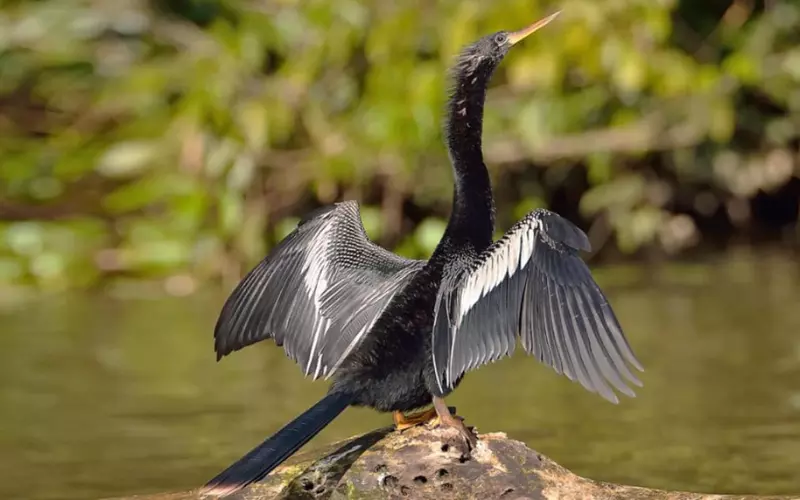 Can We Keep Anhinga As Our Pet