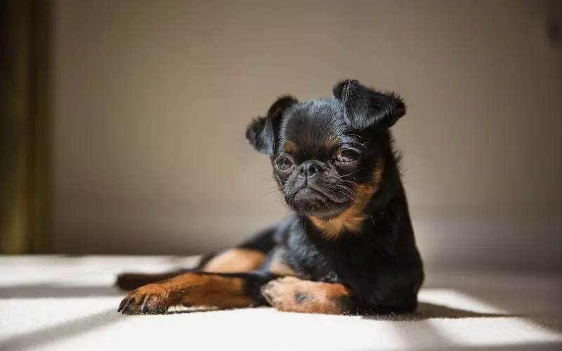 Can We Keep Brussels Griffon As Our Pet