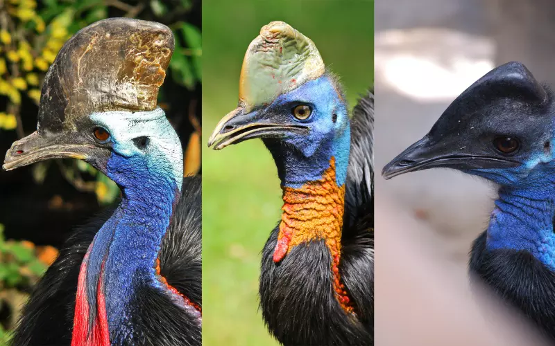 Can We Keep Cassowary As Our Pet