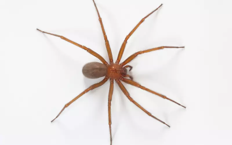 Can We Keep Chilean Recluse Spider As Our Pet