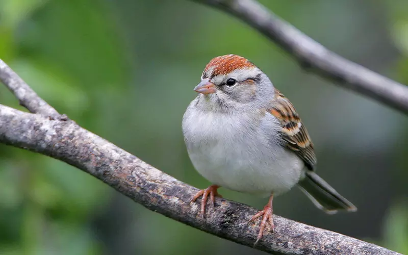 Can We Keep Chipping Sparrow As Our Pet