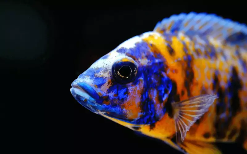 Can We Keep Cichlid As Our Pet