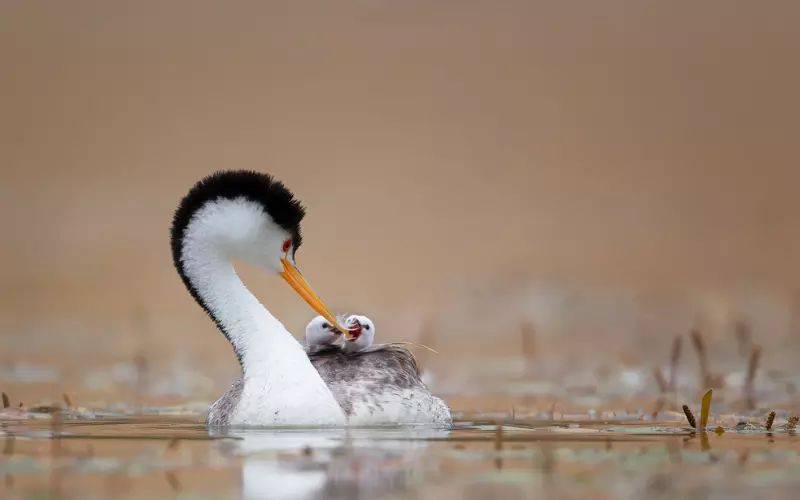 Can We Keep Clark’s Grebe As Our Pet