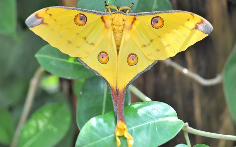 Can We Keep Comet Moth As Our Pet