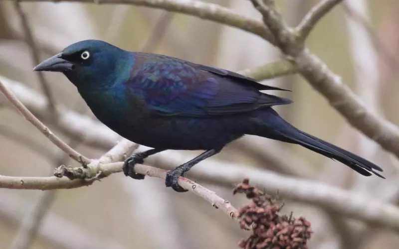 Can We Keep Common Grackle As Our Pet