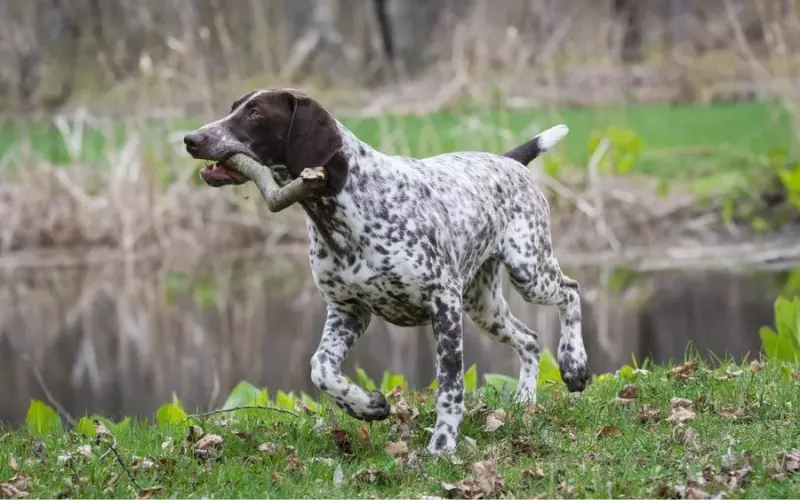 Can We Keep German Shorthaired Pointer As Our Pet