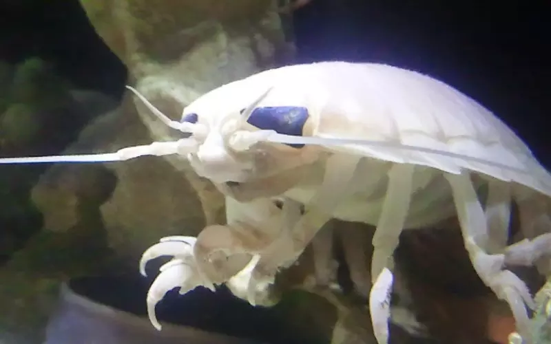 Can We Keep Giant Isopod As Our Pet