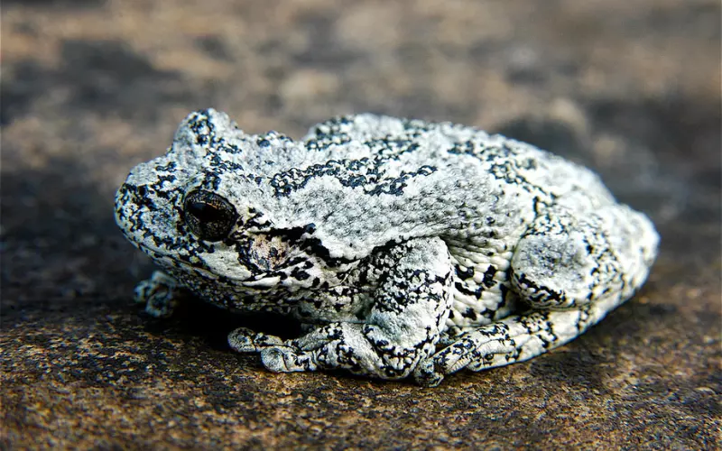 Can We Keep Gray Tree Frog As Our Pet