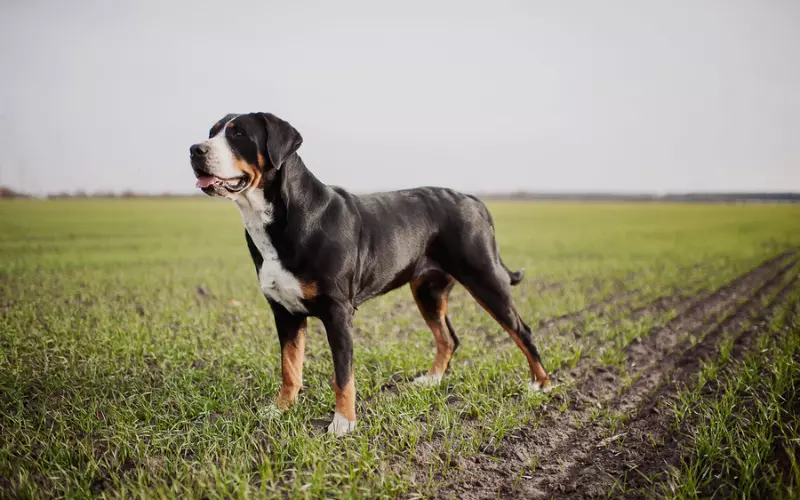 Can We Keep Greater Swiss Mountain Dog As Our Pet