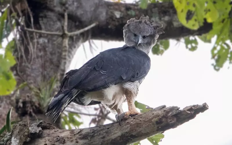 Can We Keep Harpy Eagle As Our Pet