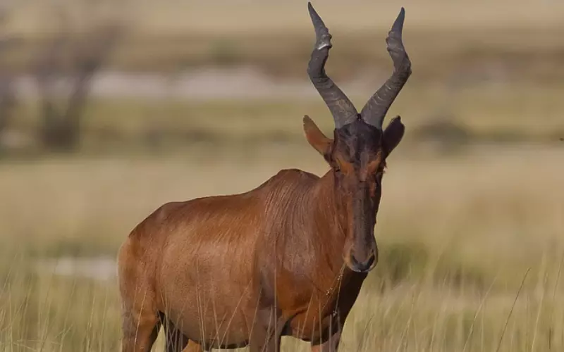 Can We Keep Hartebeest As Our Pet