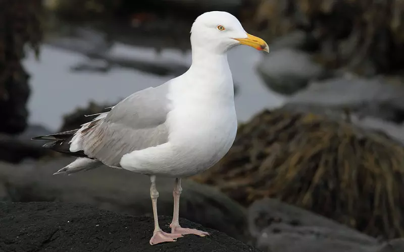 Can We Keep Herring Gull As Our Pet